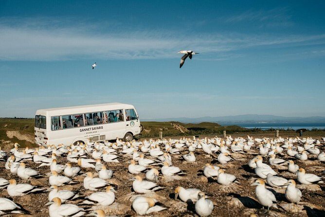 Gannet Safaris Overland tour to Cape Kidnappers Gannet Colony - Duration, Group Size, and Value
