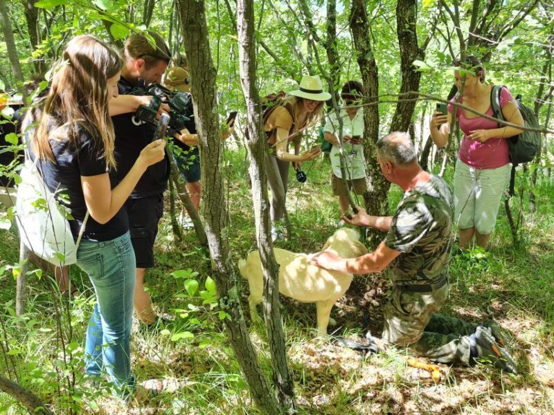 Gaon - Istria: Truffle Hunting & Cooking & Tasting - Exploring the Truffle Hunting & Tasting Tour in Detail