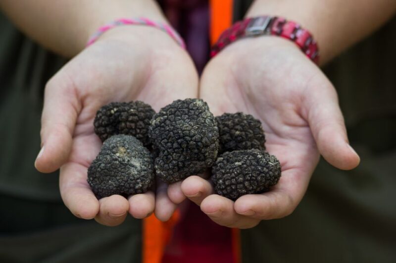 Gaon - Istria: Truffle Hunting & Cooking & Tasting - FAQs