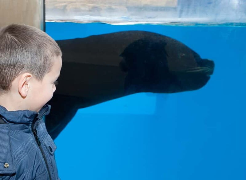 Gardaland SEA LIFE Aquarium: Open Date Entry Ticket - Is This Aquarium Worth It?