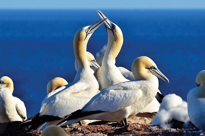 Gaspe 3DAY Trip - Is This Tour Worth It?