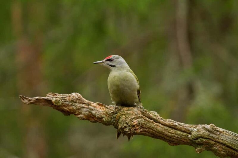 Gästrikland: Nordic Wildlife Viewing Experience - Gästrikland: Nordic Wildlife Viewing Experience — A Nature Lover’s Dream