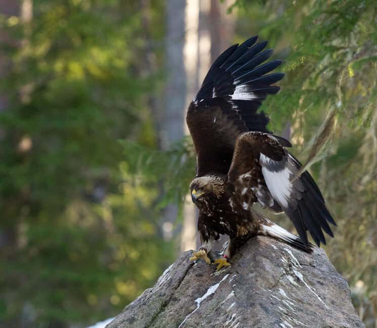 Gästrikland: Nordic Wildlife Viewing Experience - Who is This Experience Best For?