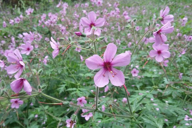 Gastro hike (Private Tour) - Key Points