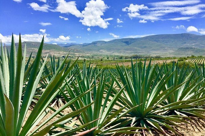 Gastronomy Experience, Culture Mezcal,Tasting & Textiles. Private Tour. - What Do the Reviews Say?