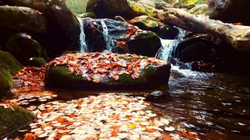 Gatlinburg: Smoky Mountains Fall Foliage Guided Tour - Exploring the Smoky Mountains Fall Foliage Tour