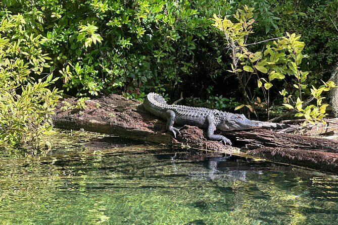 Gator Viewing Clear Kayak Springs Tour - Key Points