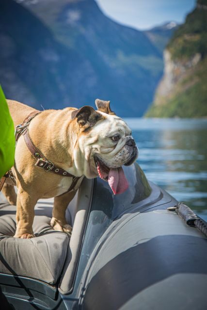 Geiranger: Guided Geirangerfjord Boat Tour - Who Would Love This Tour?
