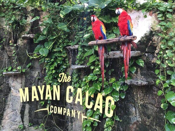 General Admission - Exploring the Mayan Cacao Company in Cozumel: A Deep Dive into Chocolate History