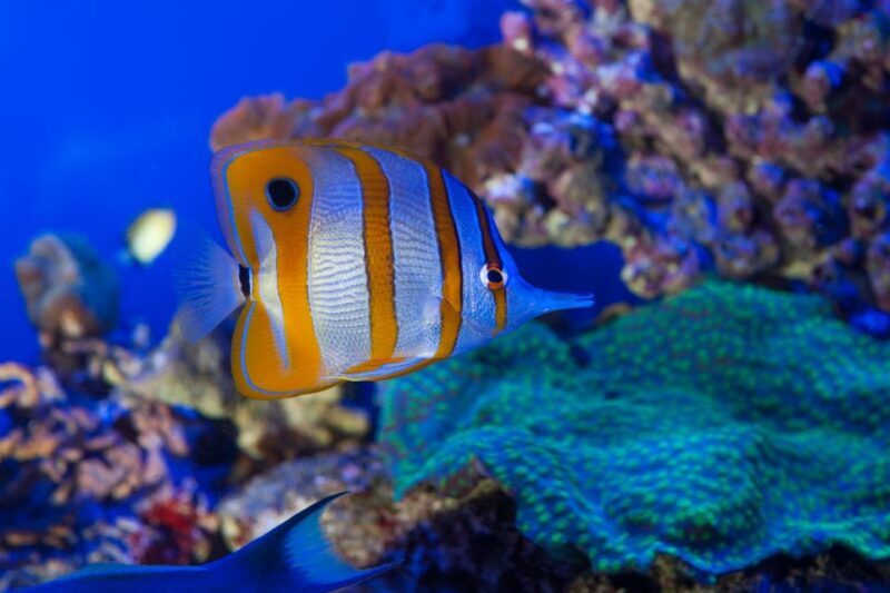 Genoa: Aquarium, Galata Museum and Submarine Entry Tickets - Key Points