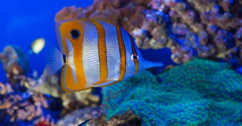 Genoa: Aquarium, Galata Museum and Submarine Entry Tickets - An In-Depth Look at the Genoa Maritime Experience