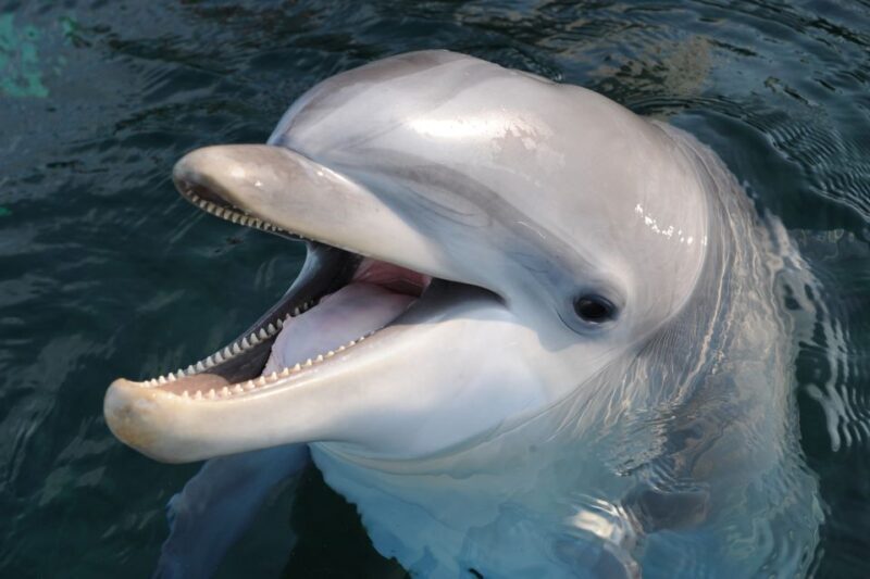 Genoa: Aquarium of Genoa & City of Children and Youth Ticket - What to Expect from the Aquarium of Genoa