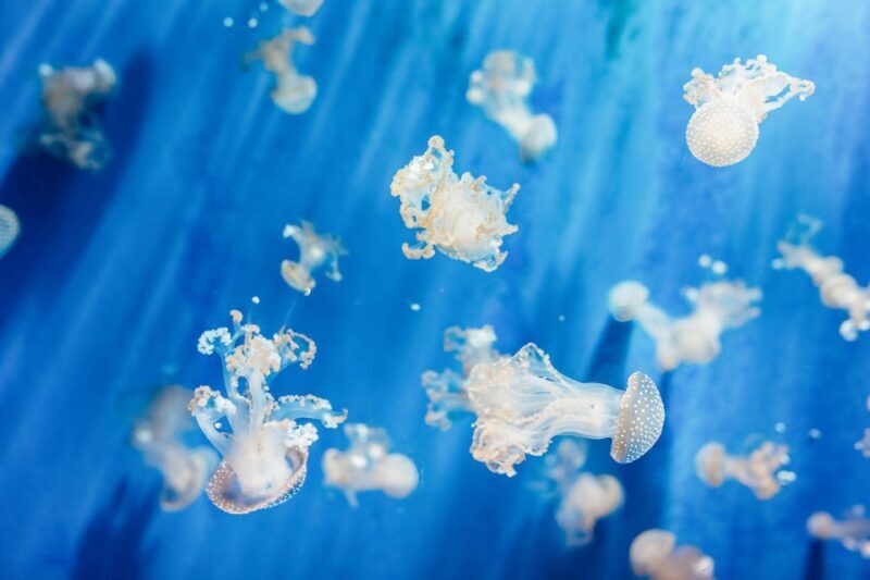 Genoa: Aquarium of Genoa Entry Ticket - What to Expect at the Genoa Aquarium