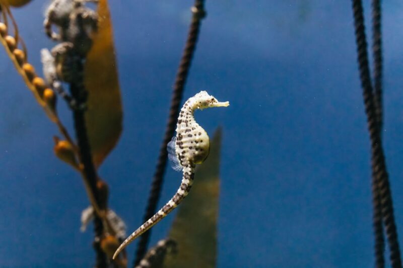 Genoa: Aquarium of Genoa Entry Ticket - Authentic Visitor Perspectives