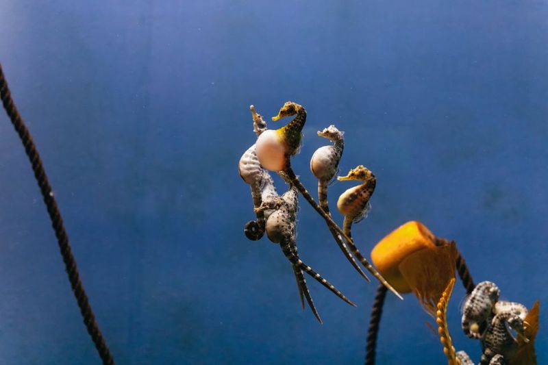 Genoa: Aquarium of Genoa Entry Ticket - Crowds, Weather, and When to Go