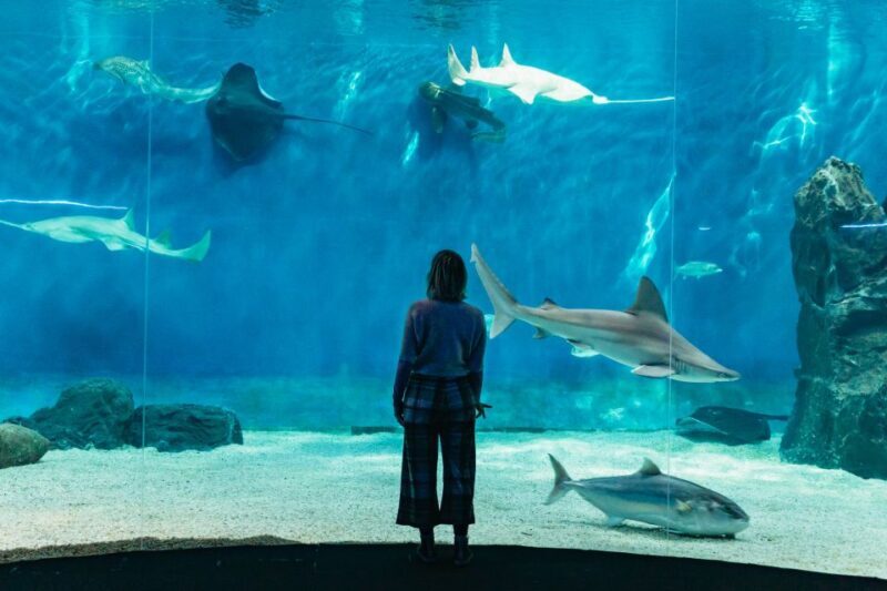 Genoa: Aquarium of Genoa with Lunch - Price and Value