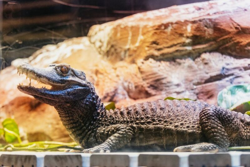 Genoa: Aquarium of Genoa with Lunch - Who would enjoy this tour?