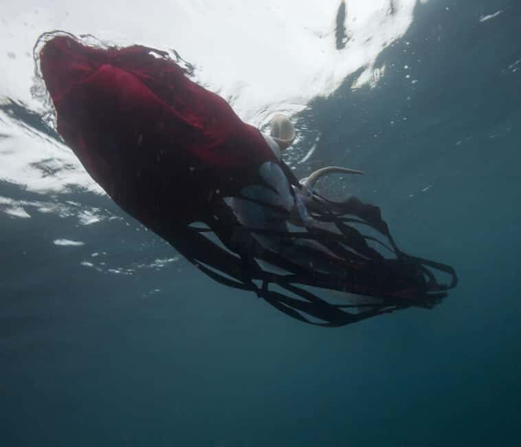 Genoa Palazzo Ducale: Entrance ticket for the Moby Dick - The Whale exhibition. - FAQ