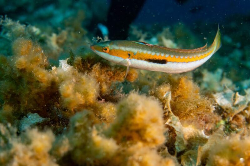 Genoa: snorkeling a stone's throw from downtown - The Itinerary Breakdown