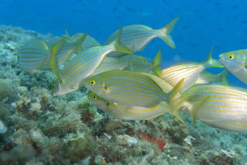 Genoa: Snorkeling tour along the Genoa coastline - Getting a Feel for the Experience