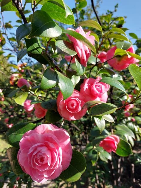 Genoa: Villa Durazzo Pallavicini Park Entry Ticket - An Overview of Villa Durazzo Pallavicini Park