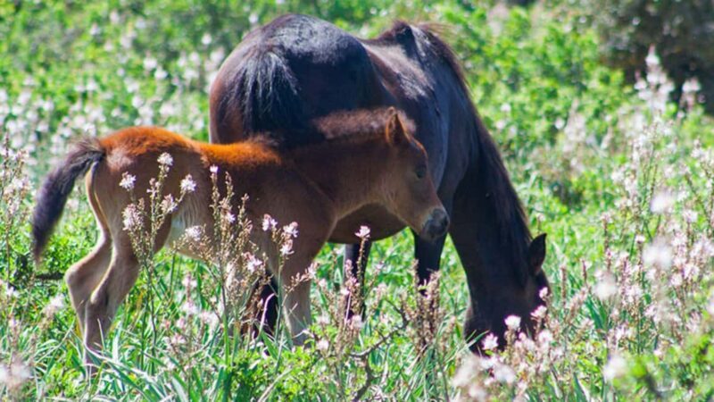 Genoni: discover the Giara Park - Duration and Logistics