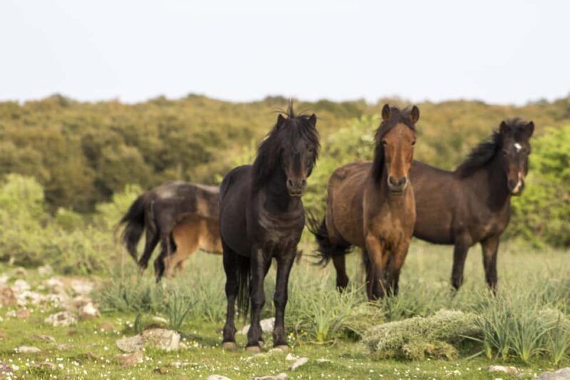 Genoni Museum and Giara Combined ticket - Key Points