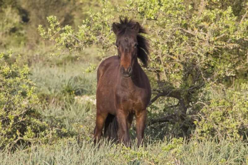 Genoni Museum and Giara Combined ticket - An Overview of the Tour Experience