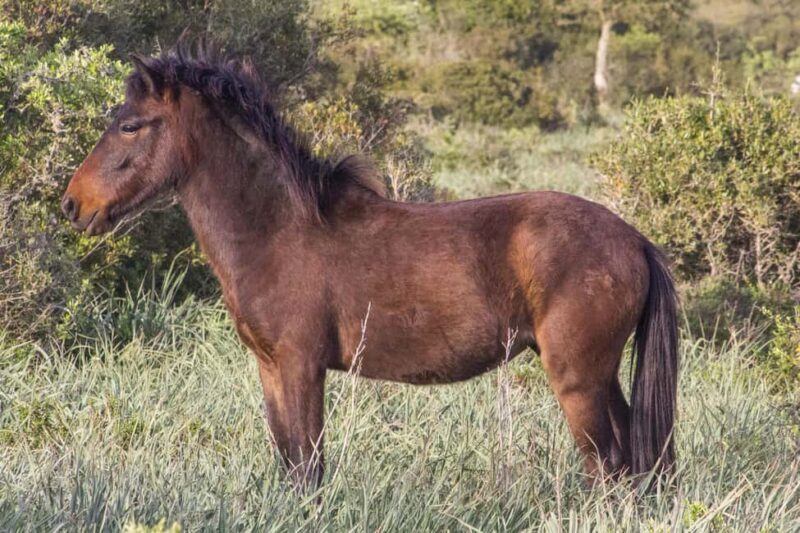 Genoni Museum and Giara Combined ticket - Final Thoughts