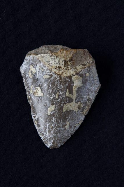 Genoni: PARC Museum Entry Ticket - A Closer Look at the PARC Museum Experience