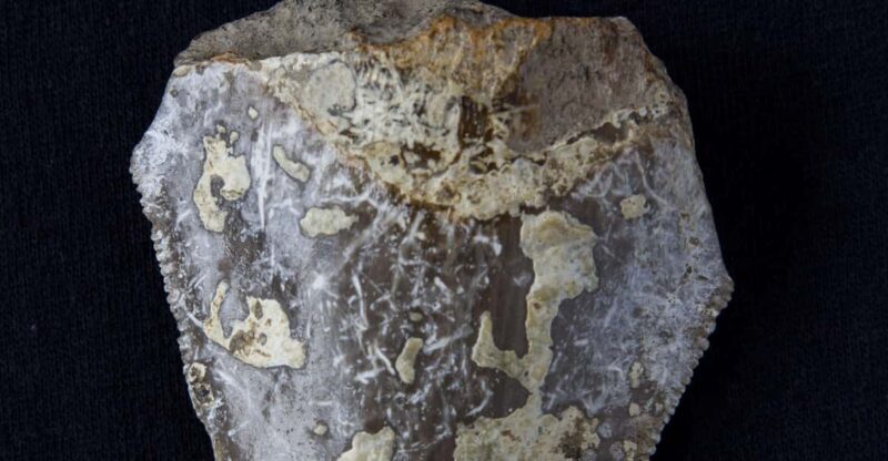 Genoni: PARC Museum Entry Ticket - FAQs