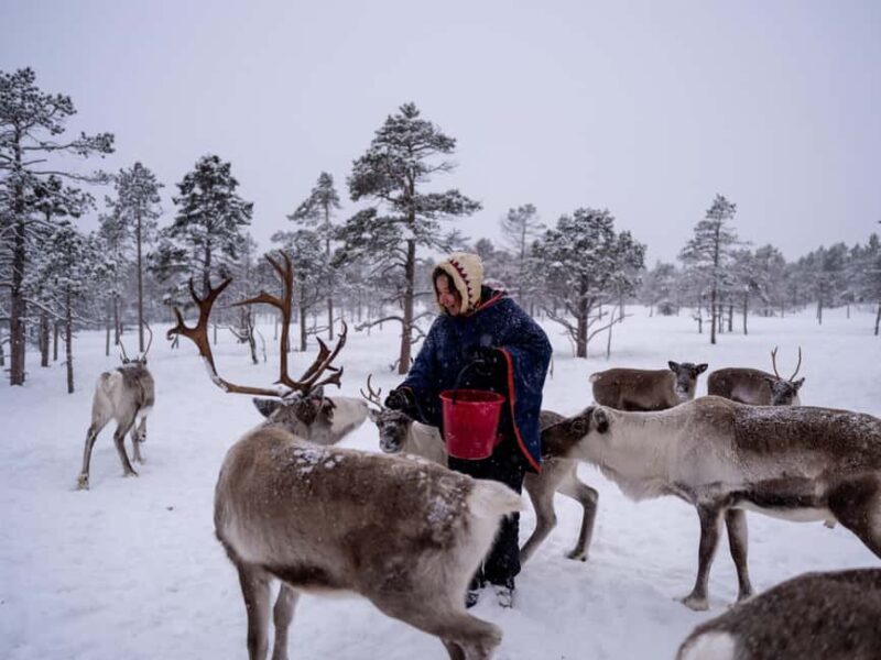 Gentle Snowshoeing & Reindeer Herd Visit w/ Lunch - What to Expect from the Tour