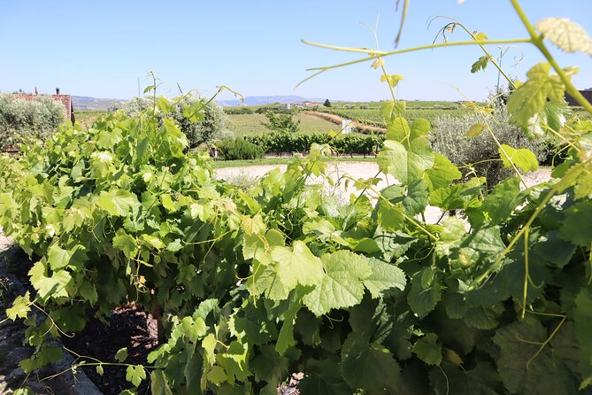 Genuine Douro Valley Tour: Visit 2 Wineries, Lunch & River Cruise - Stop 2: Quinta do Cume and a second tasting style