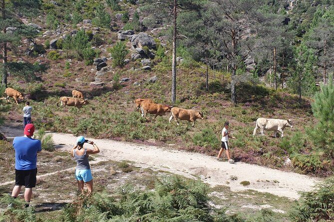 Gerês Nature,Waterfalls,Tasty Lunch!Small Group,Offer Wine bottle - Logistics: What You Need to Know