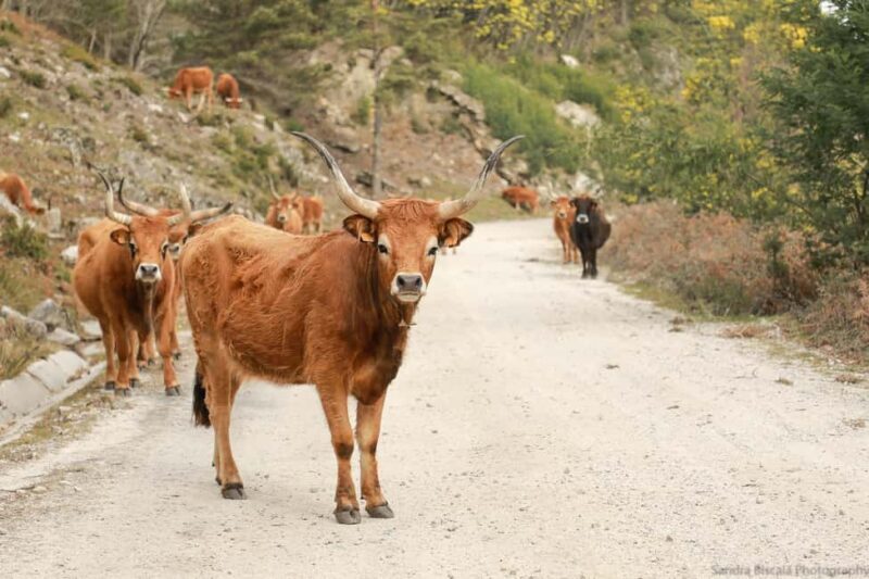 Gerês: Serra da Cabreira 4x4 Tour with Waterfalls & Villages - Key Points