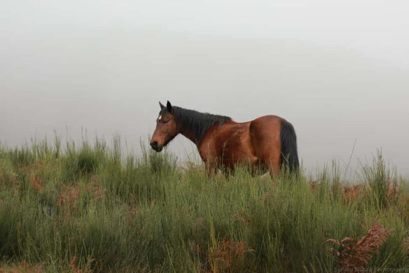 Gerês: Serra da Cabreira 4x4 Tour with Waterfalls & Villages - A Close Look at the Tour Itself