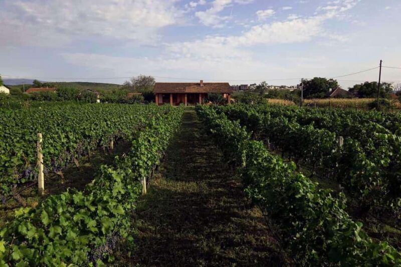 Gevgelija: Jostela Winery Wine Tasting Tour - Why You’ll Love the Jostela Winery Wine Tasting Tour