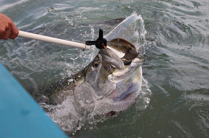 Giant Tarpon Fish Feeding Experience in Bayside Marketplace - Who Will Love This?