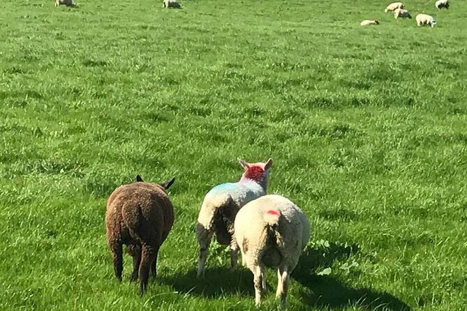 Giants Causeway & Antrim Coast Private Tour - Frequently Asked Questions