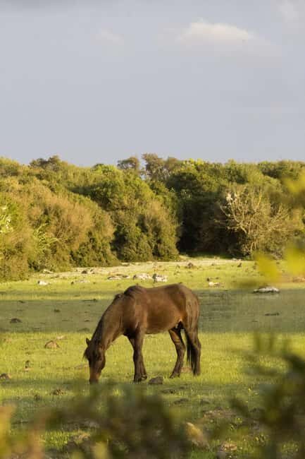 Giara hiking Tour - Practical Details and Tips