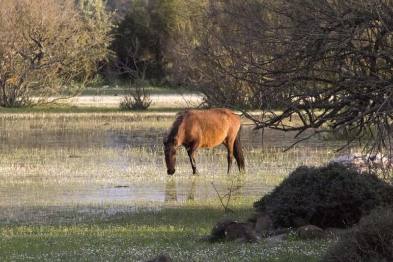 Giara hiking Tour - Who Should Consider This Tour?