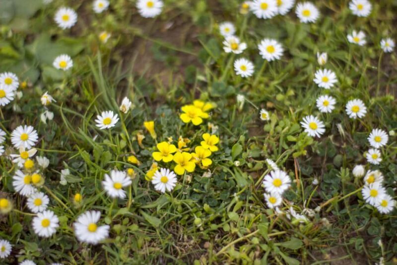 Giara hiking Tour - Frequently Asked Questions (FAQs)