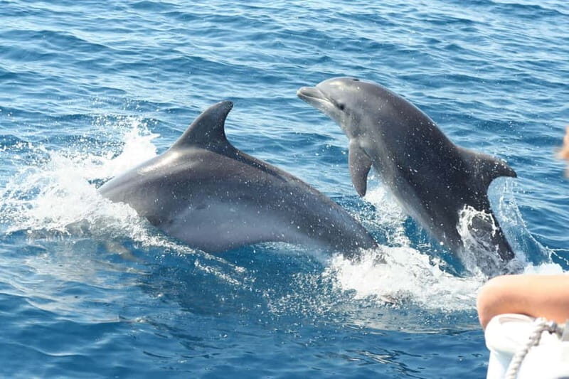 Giardini Naxos: Dolphin Catamaran Sunset Tour with Aperetif - Who Would Love This Experience?