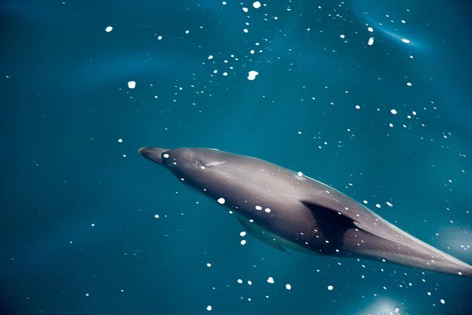 Gibraltar Dolphin Adventure - Price, Duration, and Value