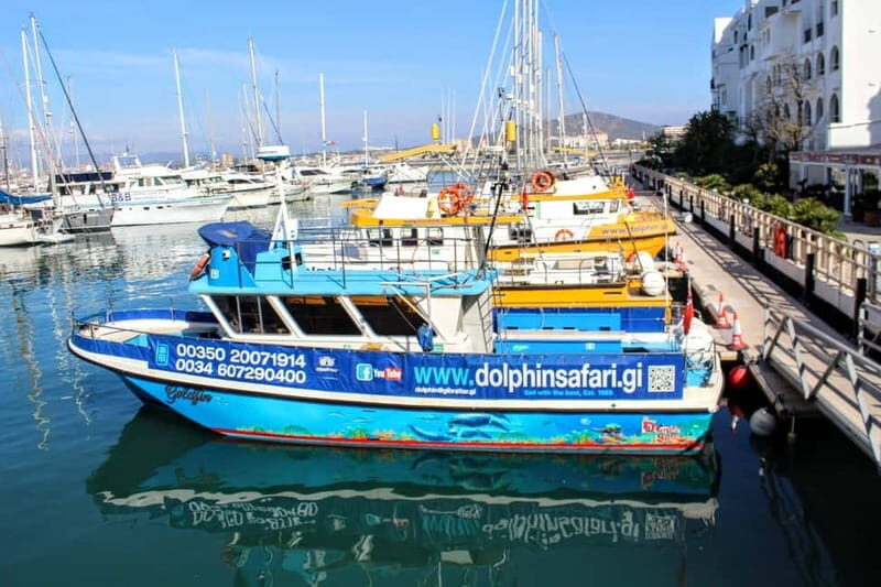 Gibraltar: Dolphin Watching Boat Tour V.I.P - Key Points