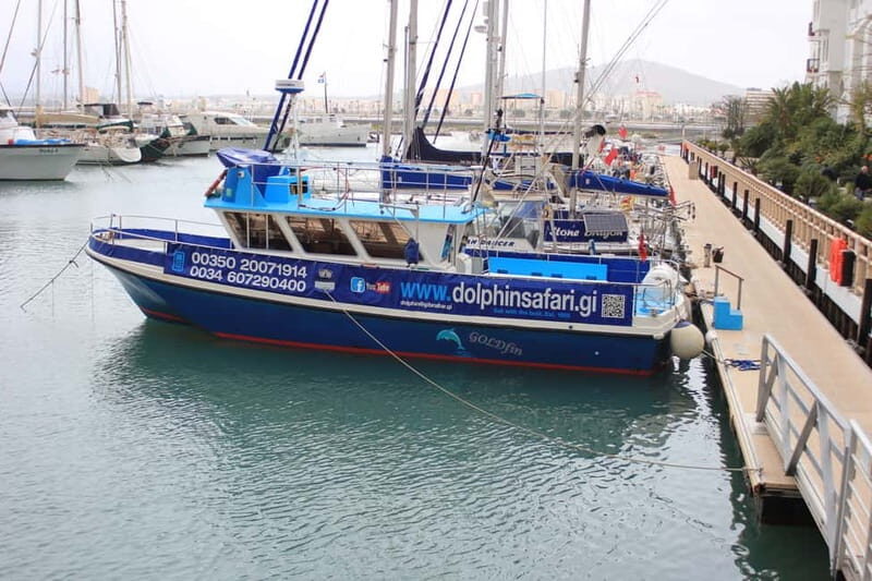 Gibraltar: Dolphin Watching Boat Tour V.I.P - Authentic Experiences from Fellow Travelers