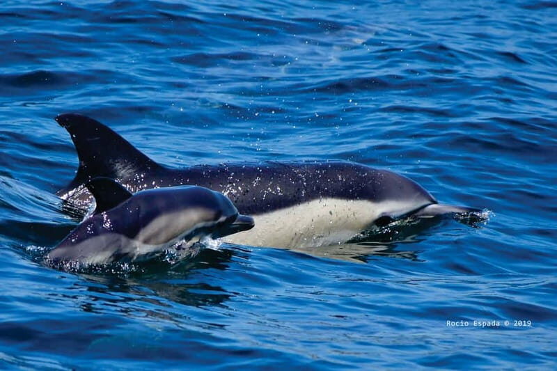 Gibraltar: Dolphin Watching Tour - What the Reviews Say