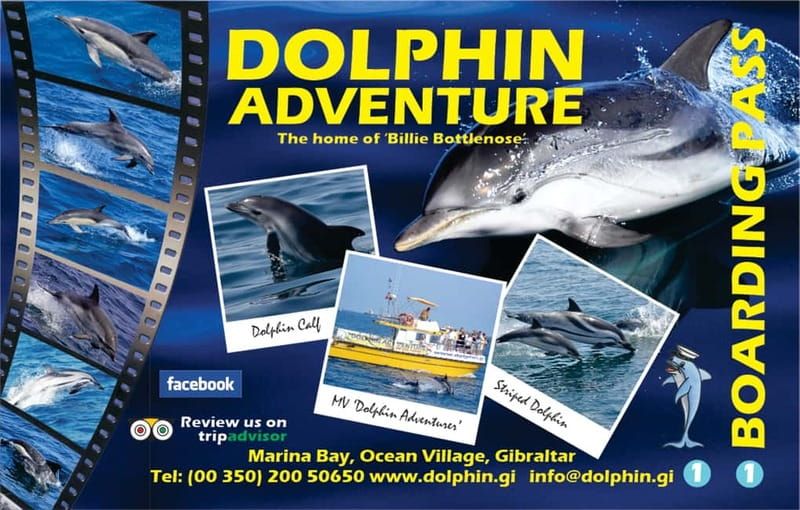 Gibraltar: Dolphin Watching Tour - Price and value: why $37 per person can make sense