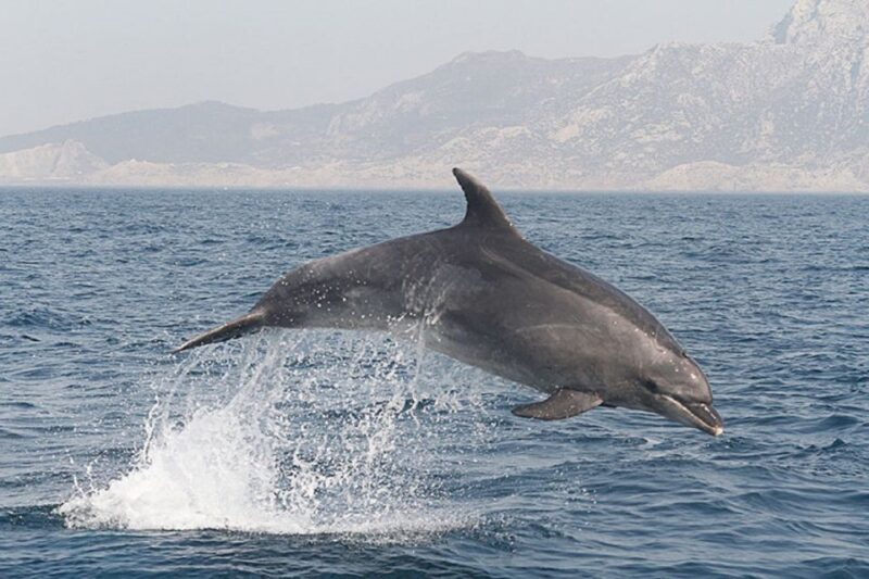 Gibraltar Dolphins Watching Day Trip from Seville - Key Points