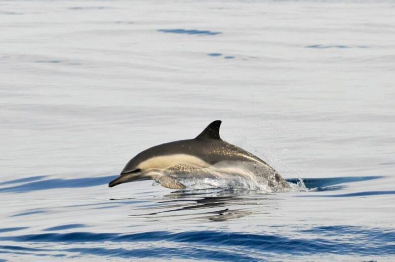 Gibraltar Dolphins Watching Day Trip from Seville - FAQ
